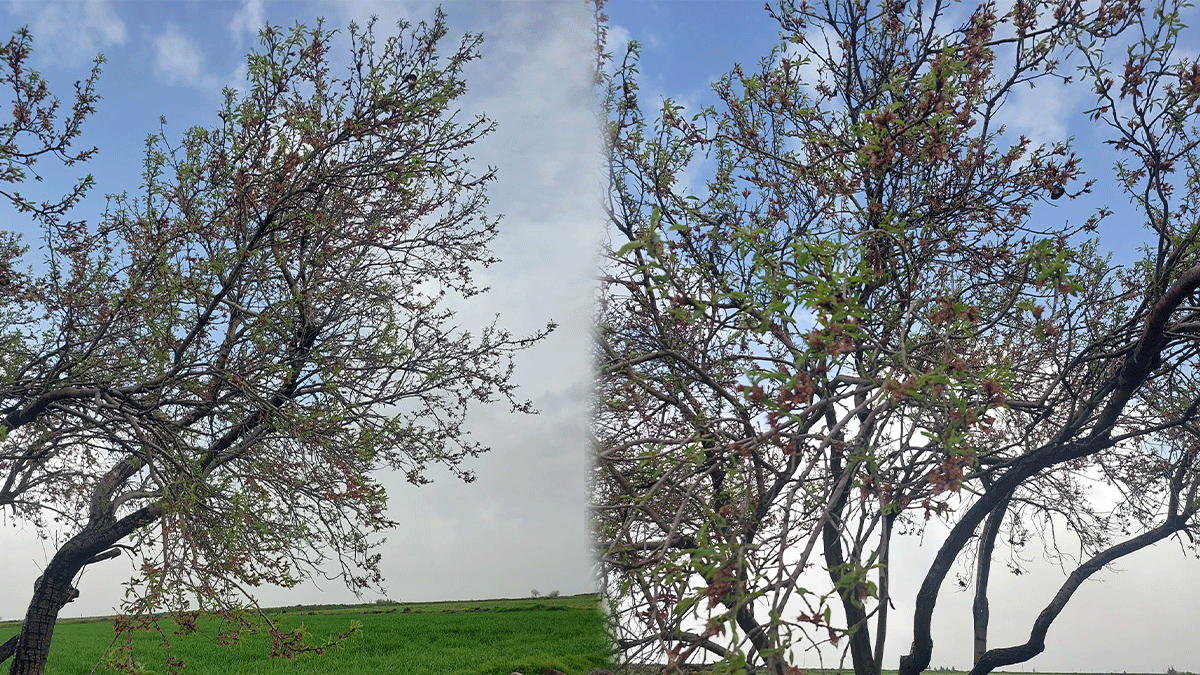 Viranşehir’de baharın habercisi çiçek açtı! Görenler adeta büyülendi