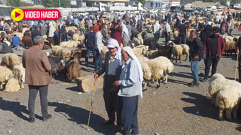 Kurban Bayramı’na sayılı günler: Şanlıurfa’da kurbanlıklar görücüye çıktı
