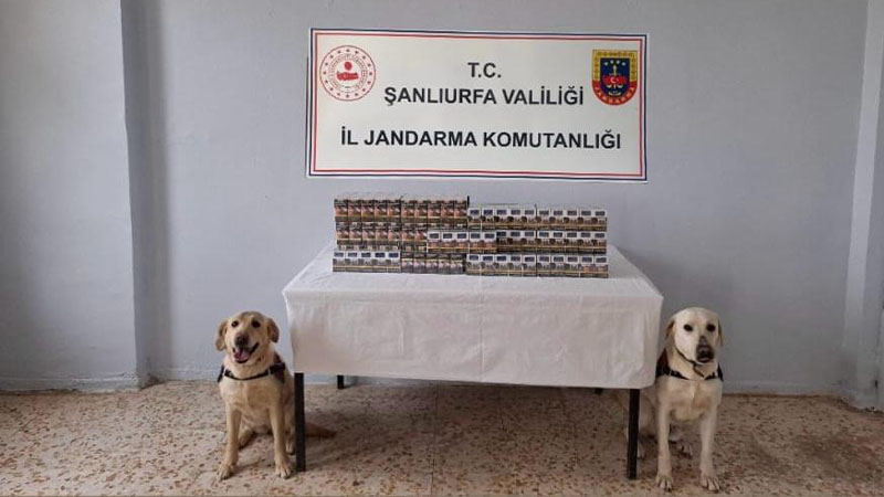 Şanlıurfa’da yüzlerce paket ele geçirildi! Dedektör köpek buldu