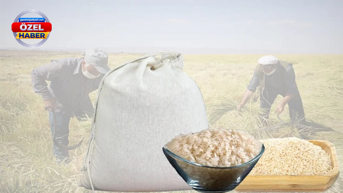 Volkanik toprakların mucize pirincinde hasat vakti! Siverek'ten dünyaya…