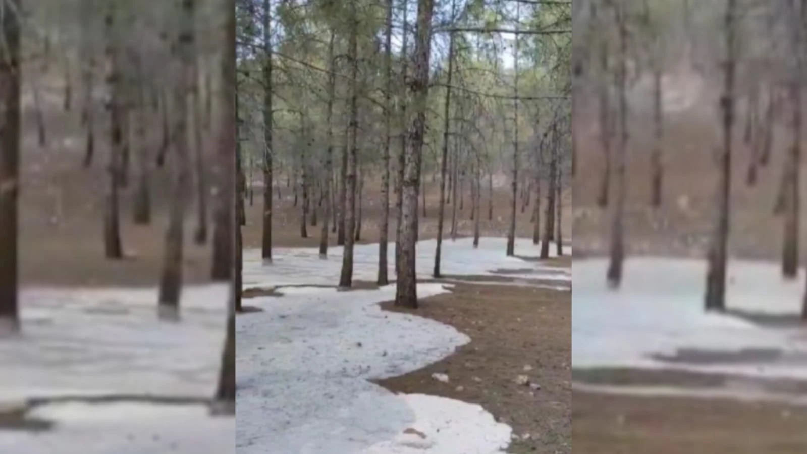 Şanlıurfa kent ormanındaki katliama kim "dur" diyecek? Vicdansızlığın böylesi...