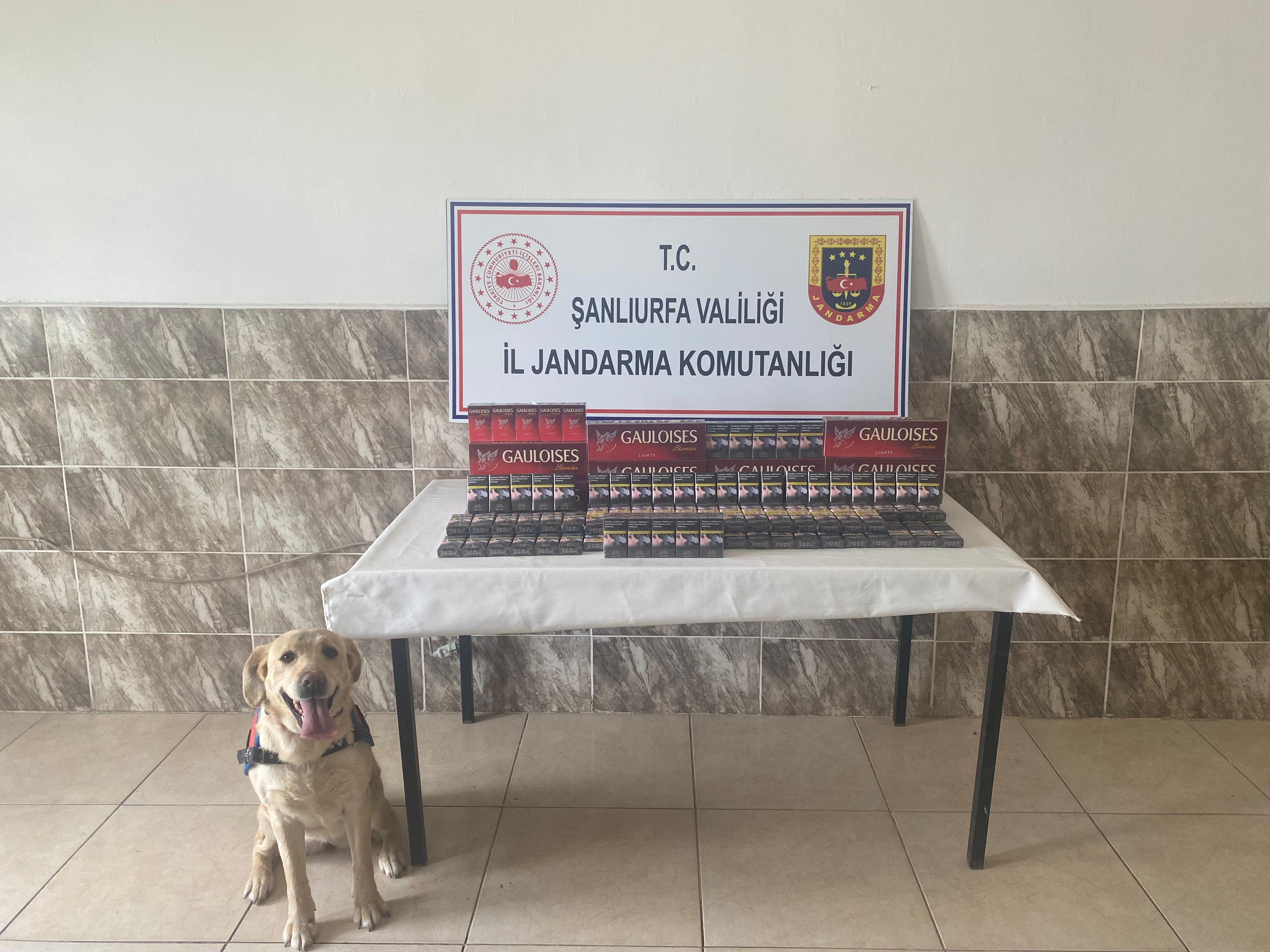 Viranşehir’de 2 bin paketten fazla ele geçirildi