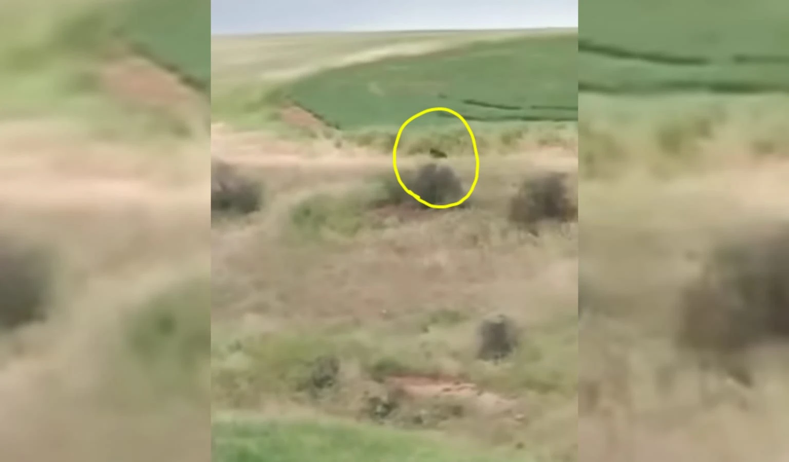 Şanlıurfa'nın hemen yanı başında! Kim görse ödü kopar