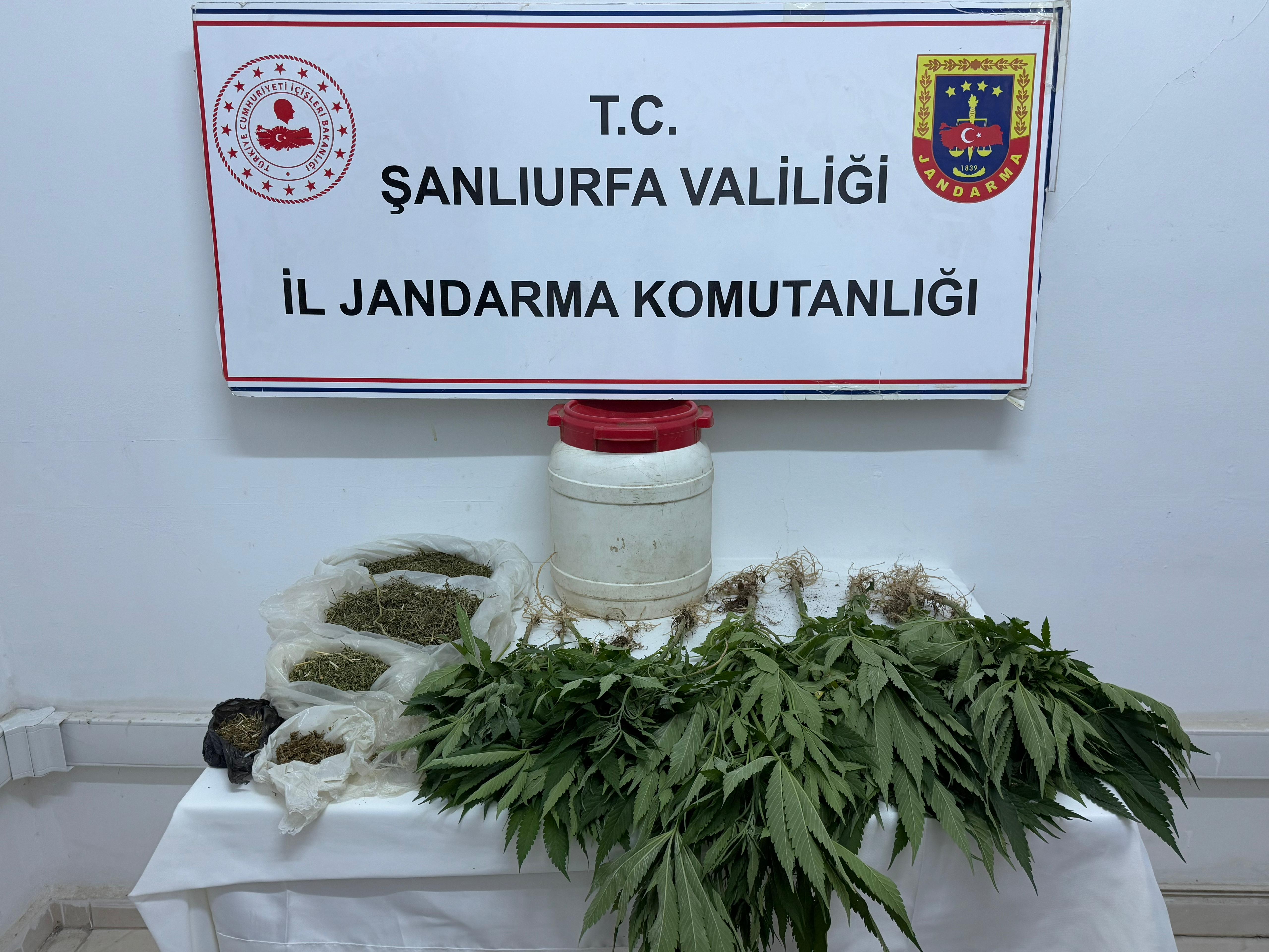 Suruç'ta uyuşturucu operasyonu: Kenevir ve esrar ele geçirildi