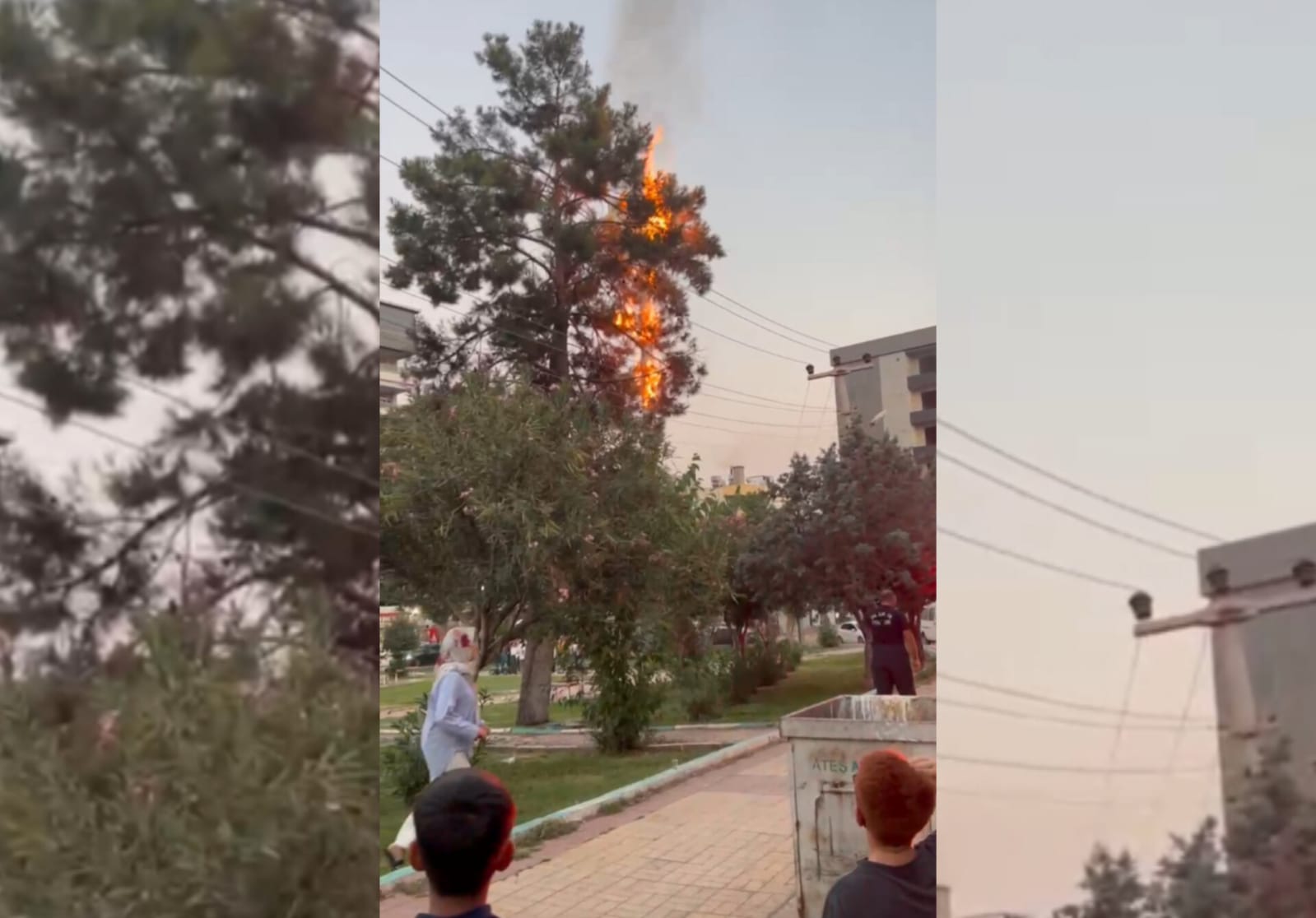 Şanlıurfa'da ağaçta umulmadık yangın!