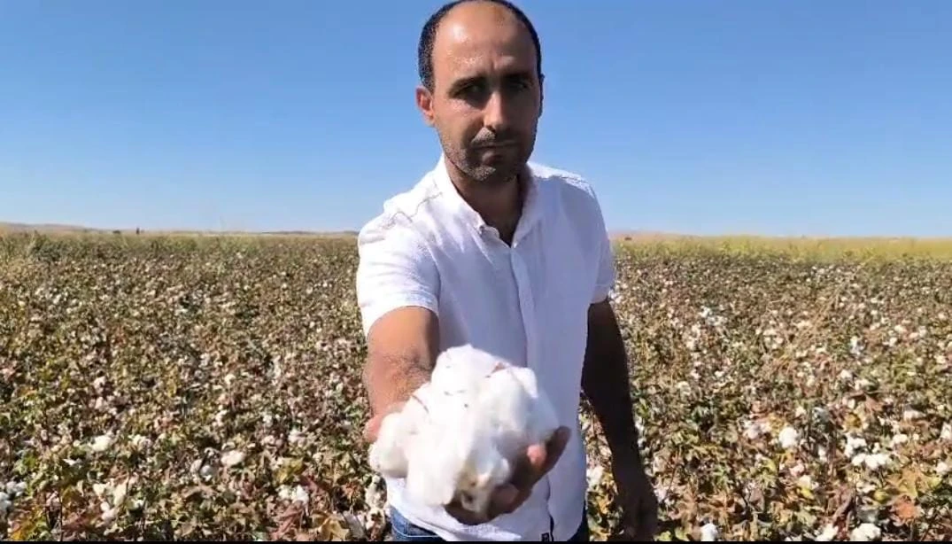 "Beyaz altın teneke oldu!"... Şanlıurfa çiftçisi için çağrı var!