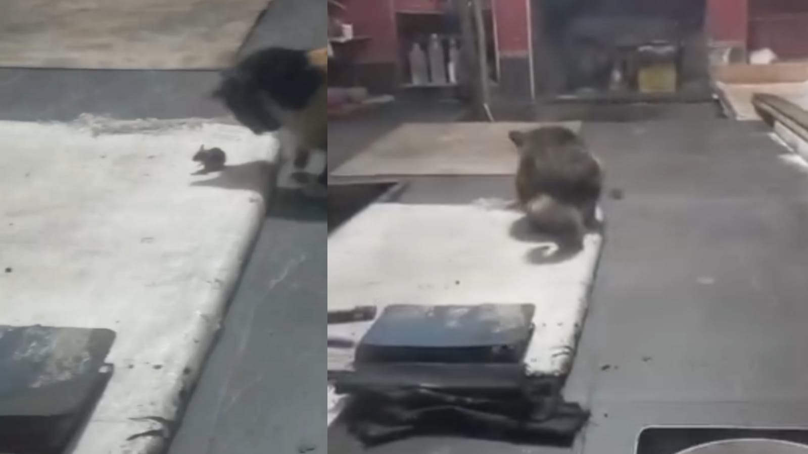 Şanlıurfa'da ekmek fırınında kedi fare oyunu! Mide bulandıran anlar kamerada...