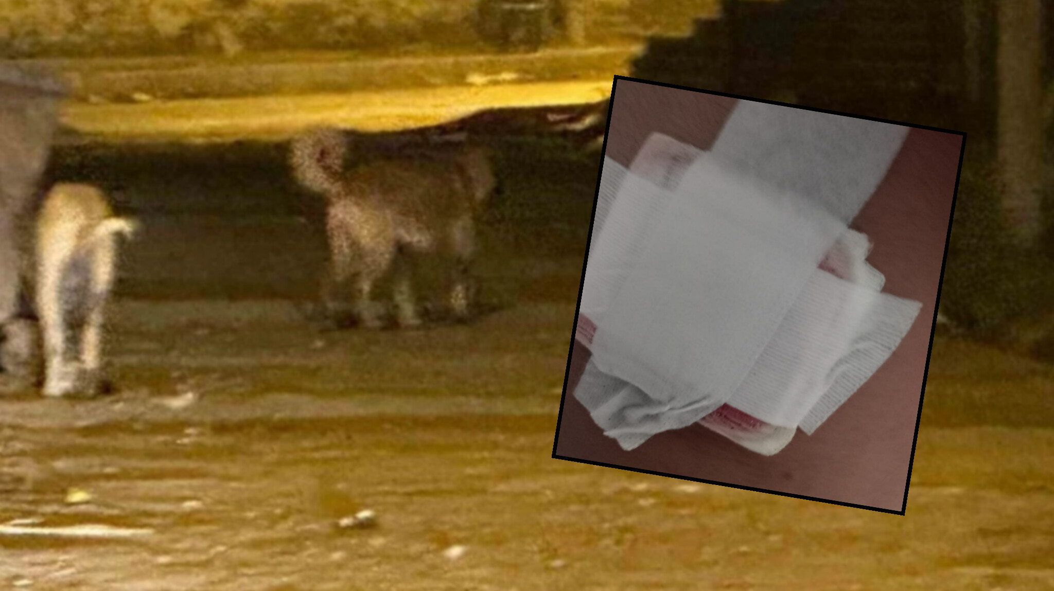 Şanlıurfa'da şehrin göbeğinde çocuğa köpek saldırısı! Aileden tepki