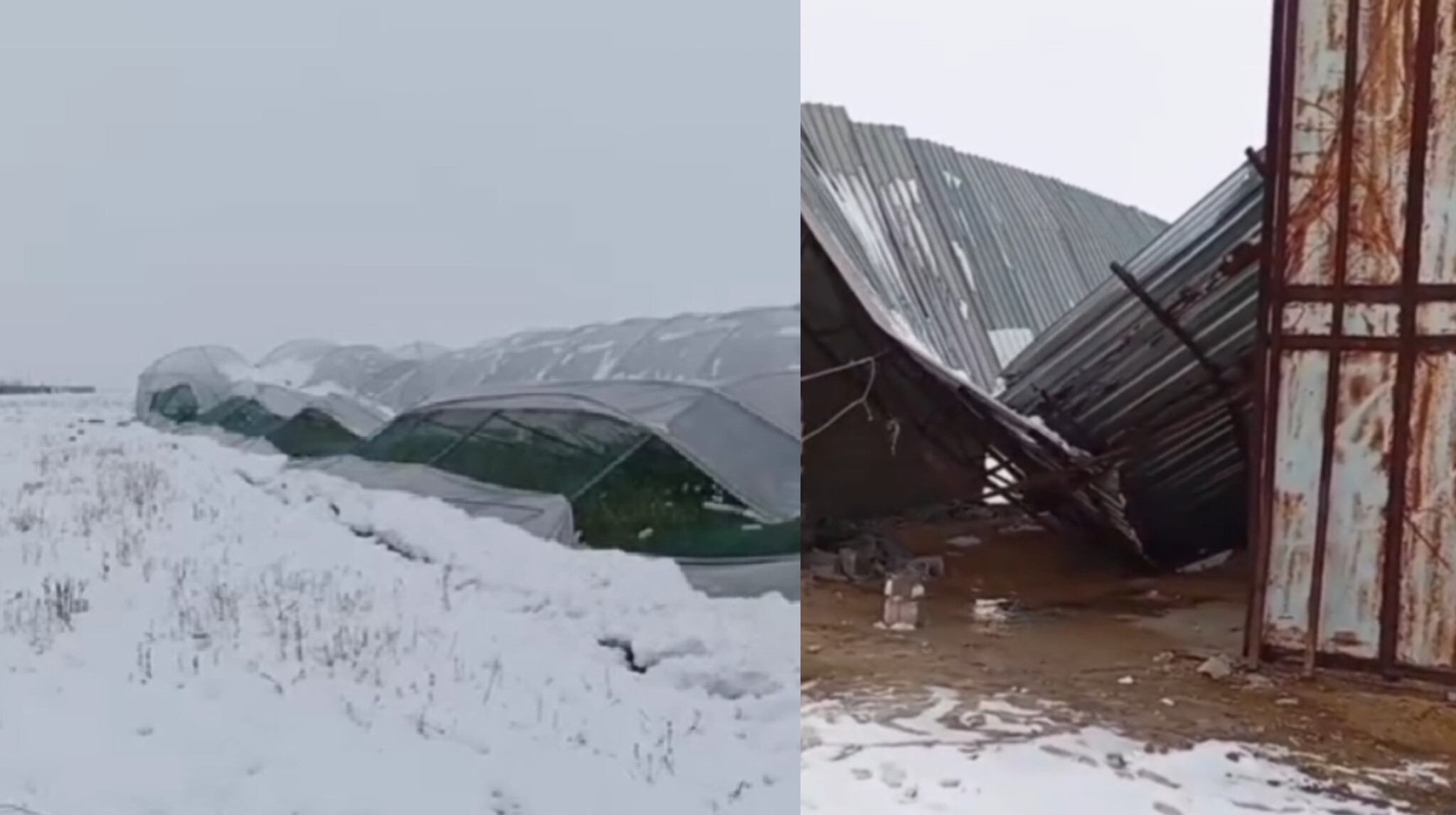 Şanlıurfa'da kar çiftçi ve besicileri vurdu! Acil destek çağrısı