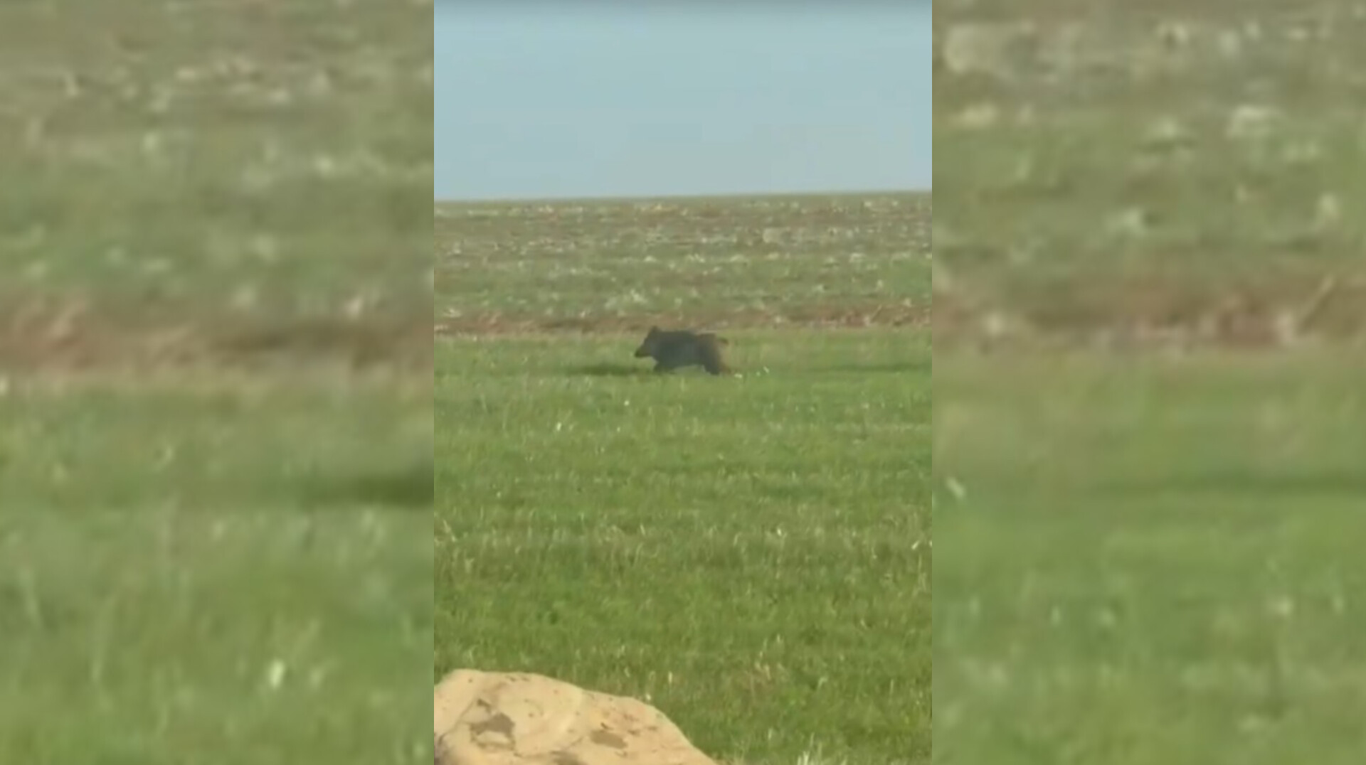 Şanlıurfa'da yaban domuzu endişesi... Görülme sıklığı artıyor