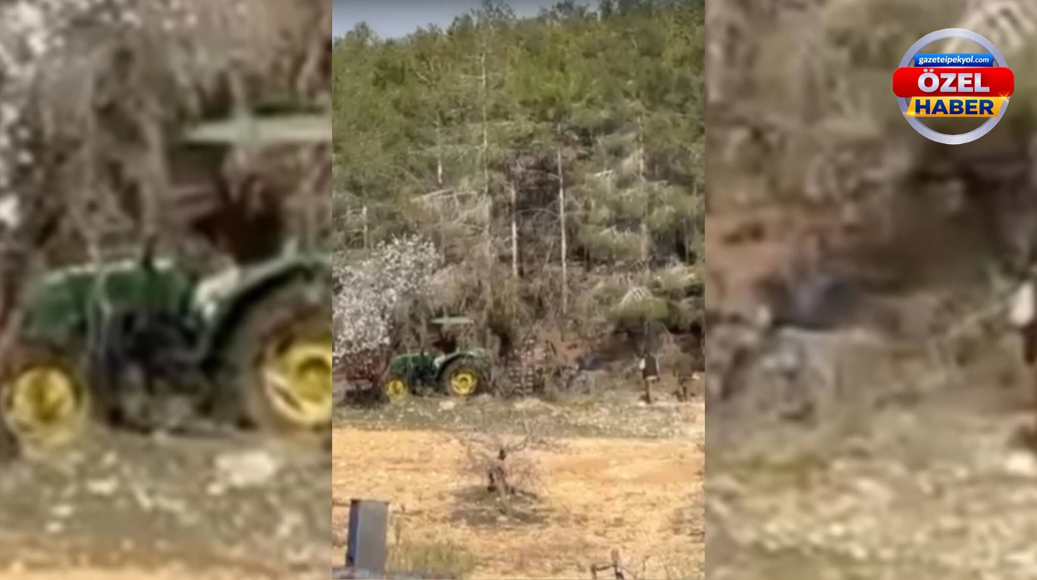 Şanlıurfa'da ormanda endişe veren çalışma: 'Kaçak' değil ihale usulü kesim...