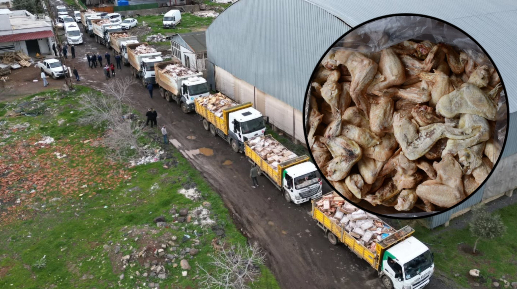Şanlıurfa'da depodan kamyon kamyon bozuk tavuk çıkarıldı!