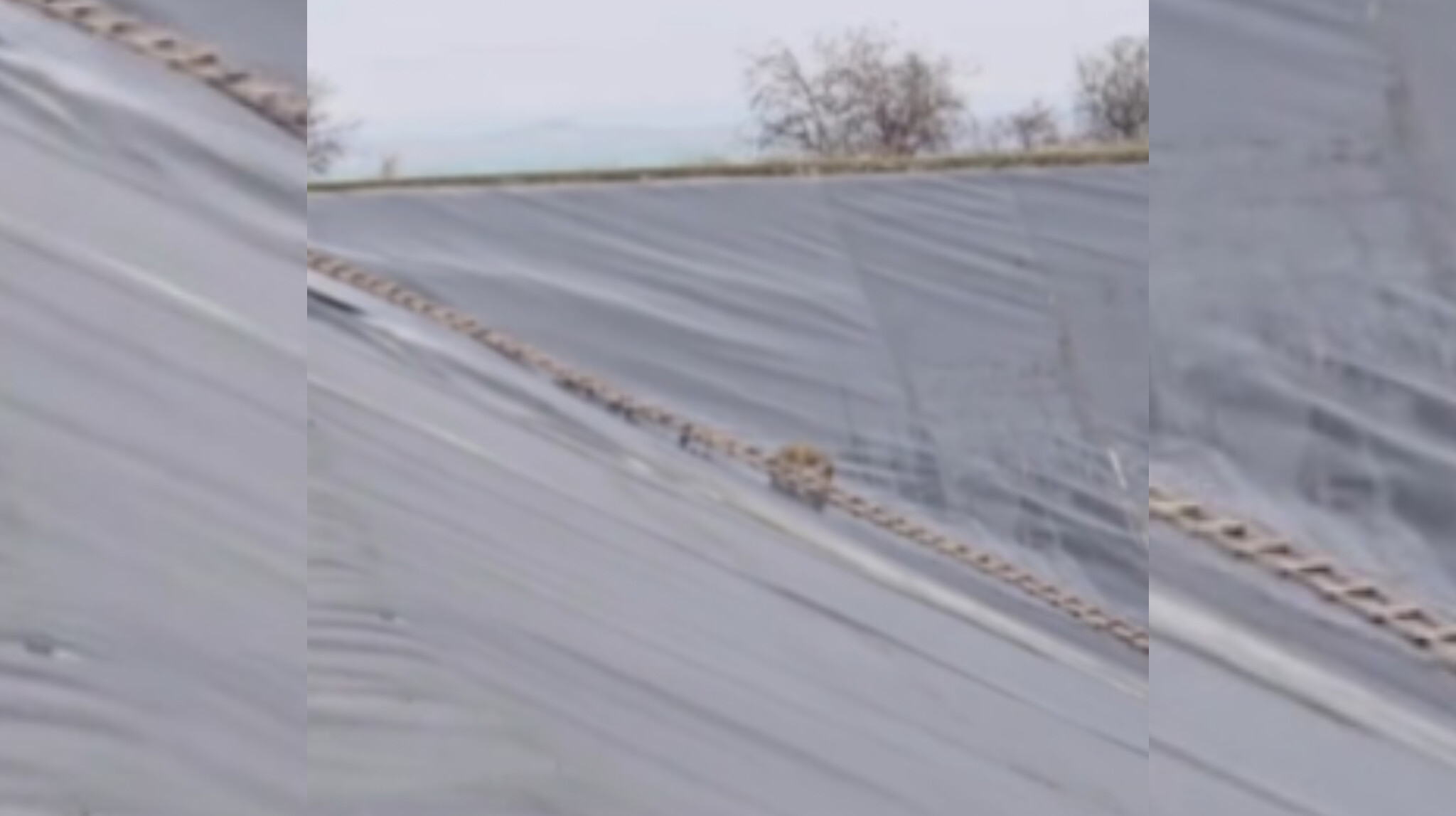 Şanlıurfa'da gölette kurtarma operasyonu: Koşarak uzaklaştı...