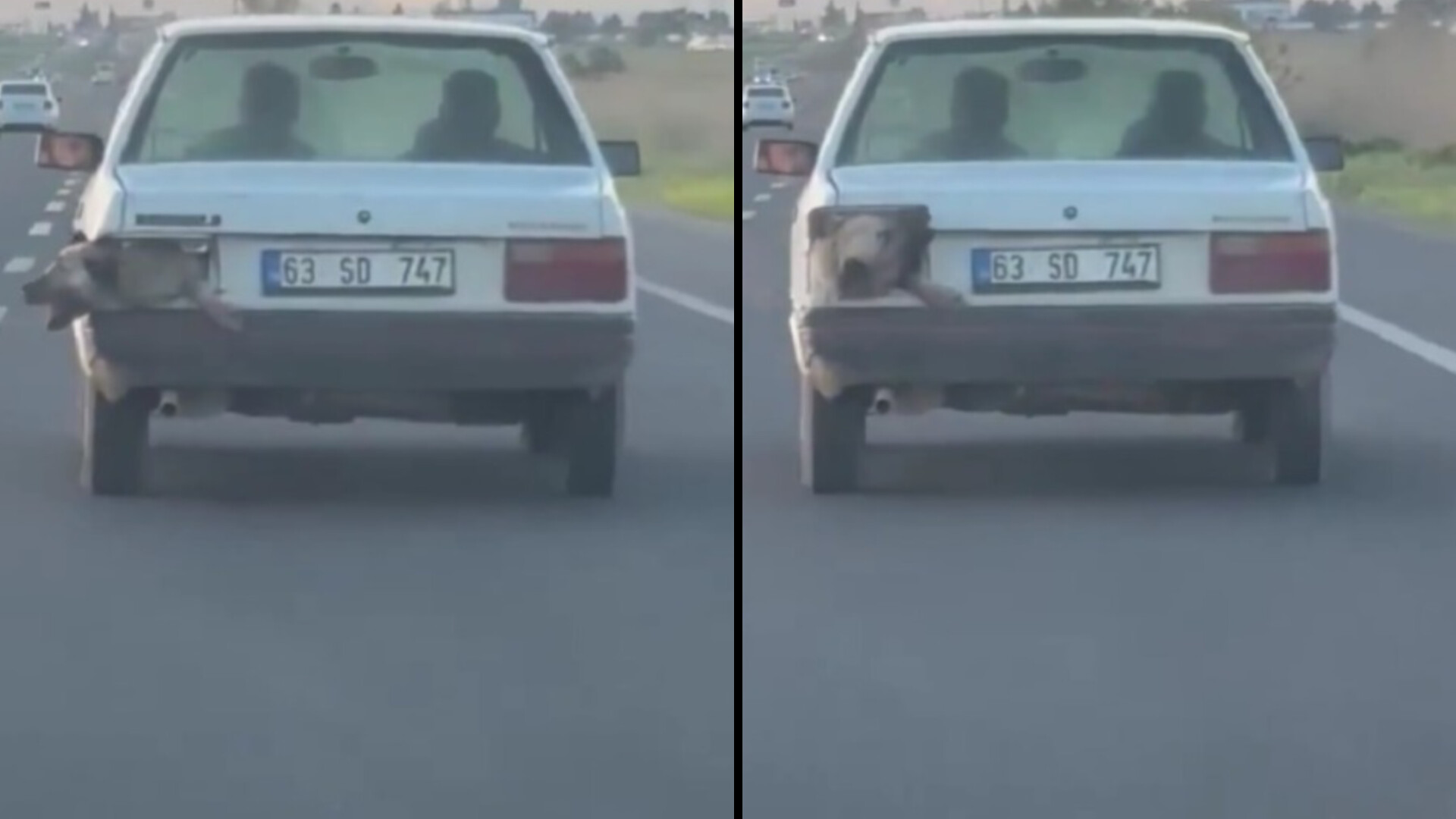 Şanlıurfa trafiğinde ilginç anlar: Bir araç, araç farında bir köpek!