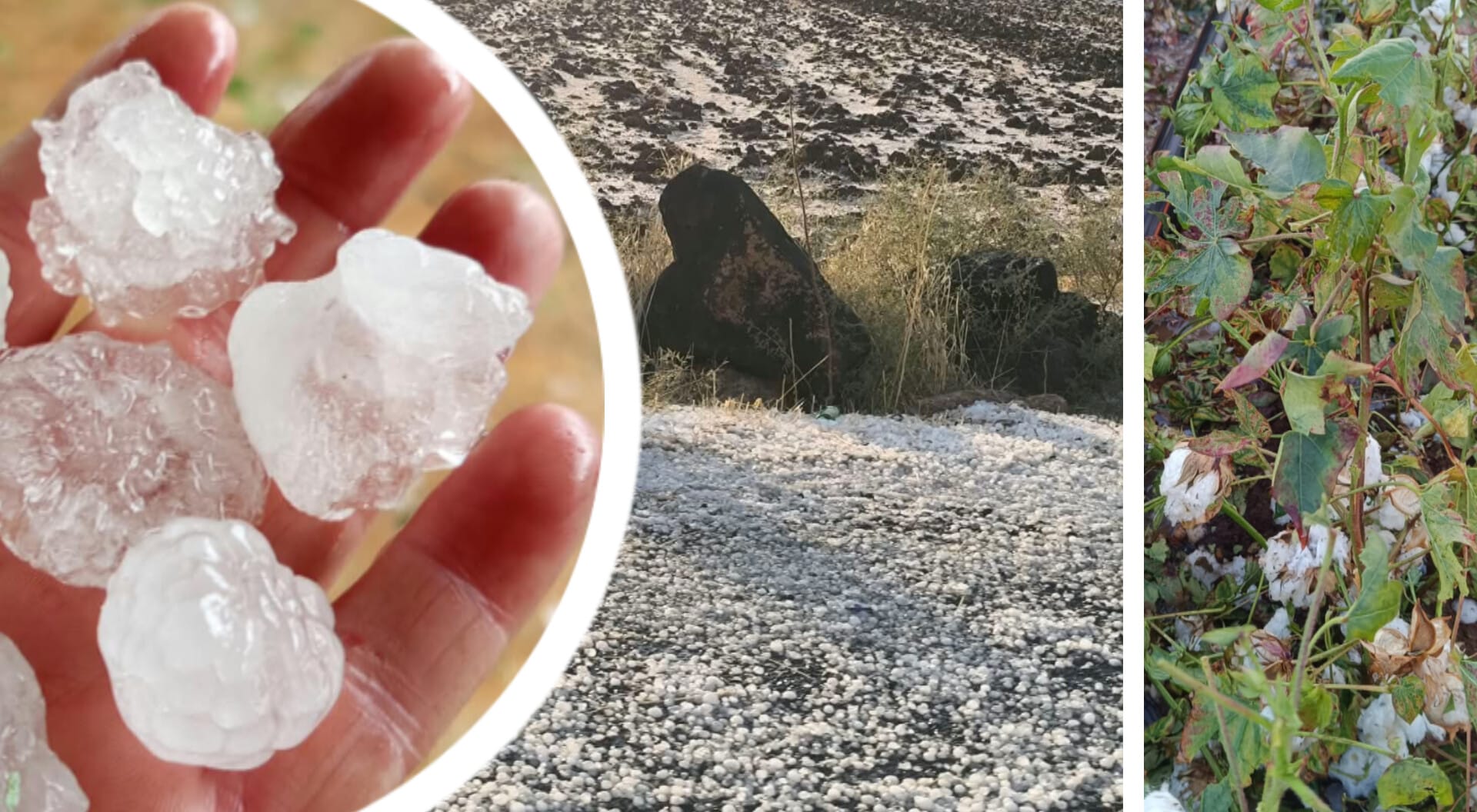 Dolu, fırtına aynı anda geldi... Şanlıurfa'nın ilçesinde ekinleri vurdu!