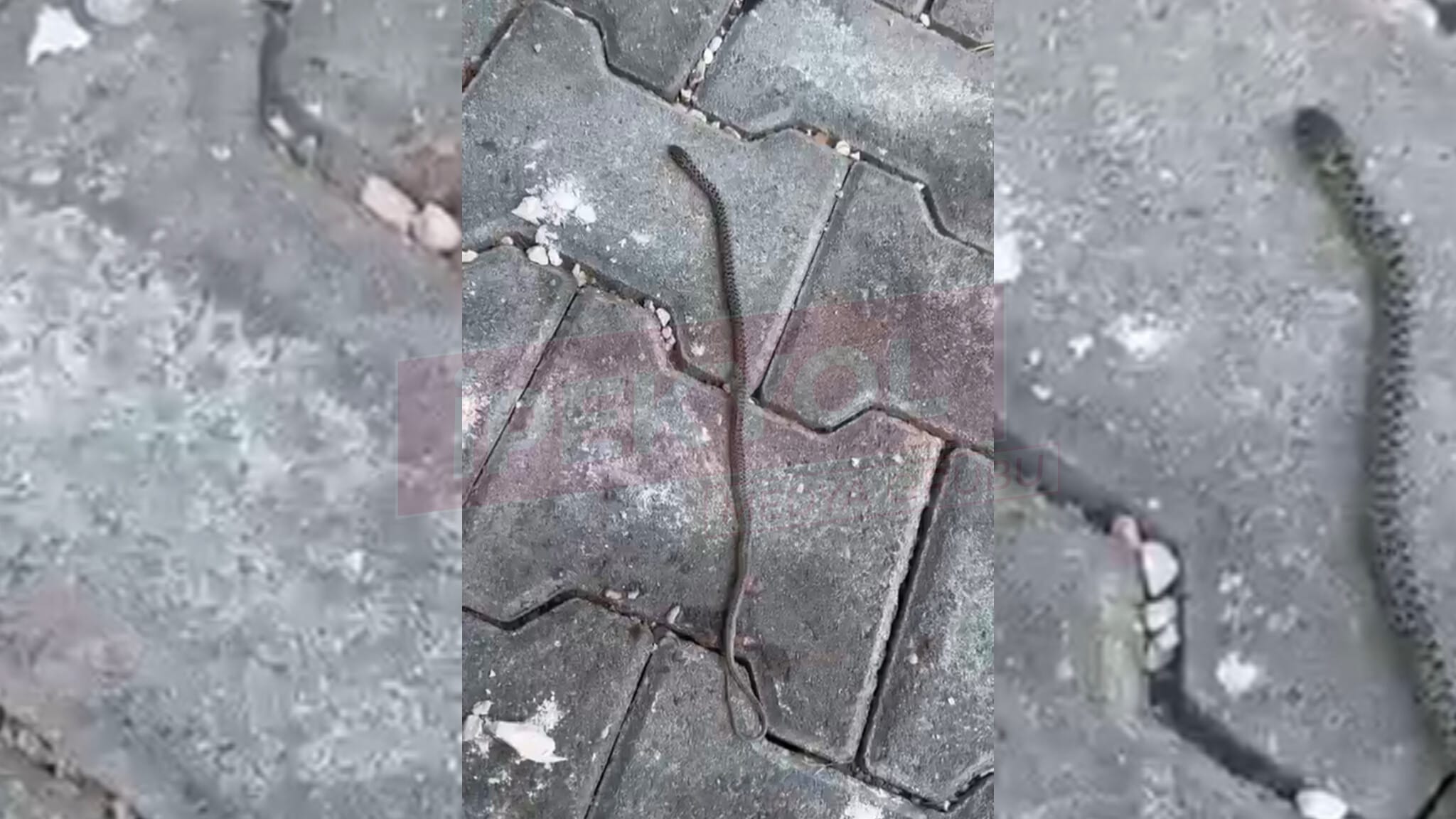 Şanlıurfa'da apartman sakinleri tedirgin: Yavrusu burada annesi nerede?