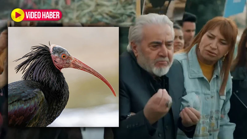 Çevrecilerin arasında kaldılar: "Kelaynaklar Urfalıdır!"