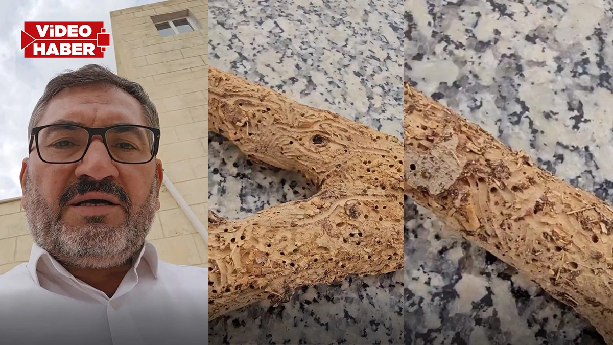 Şanlıurfa'da fıstık bahçesi olanlar dikkat! Başkan "hayati" diyerek uyardı