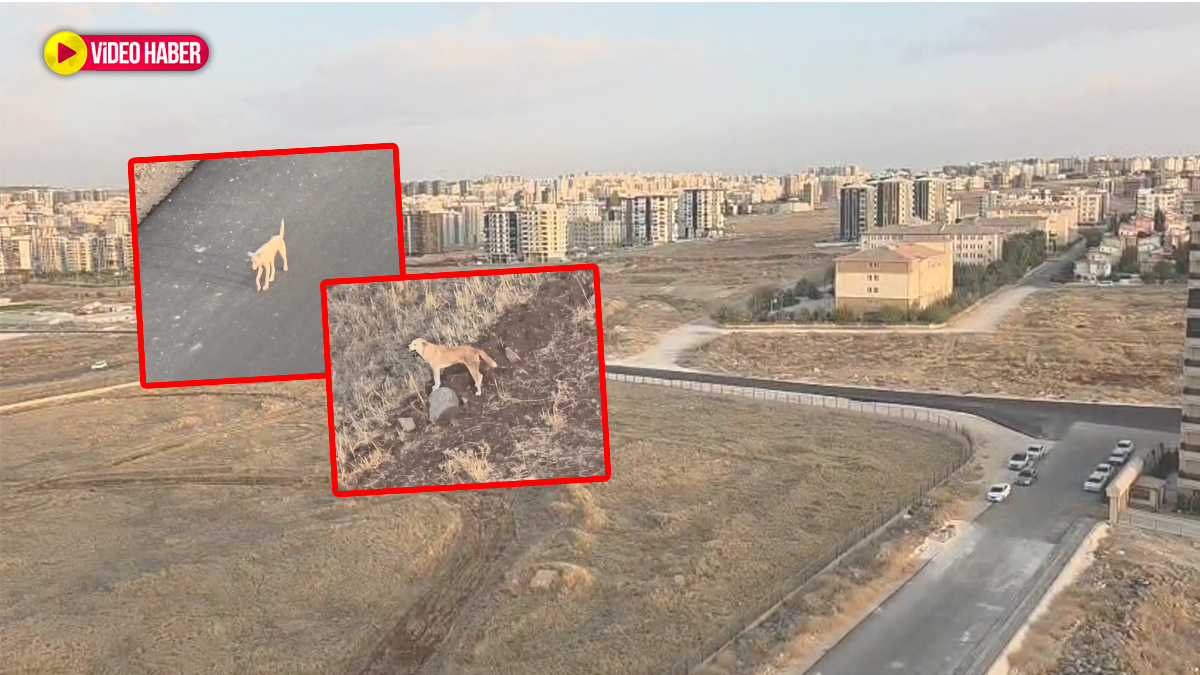 Şanlıurfa’da mahallelinin korkulu rüyası! Endişe yaratıyor