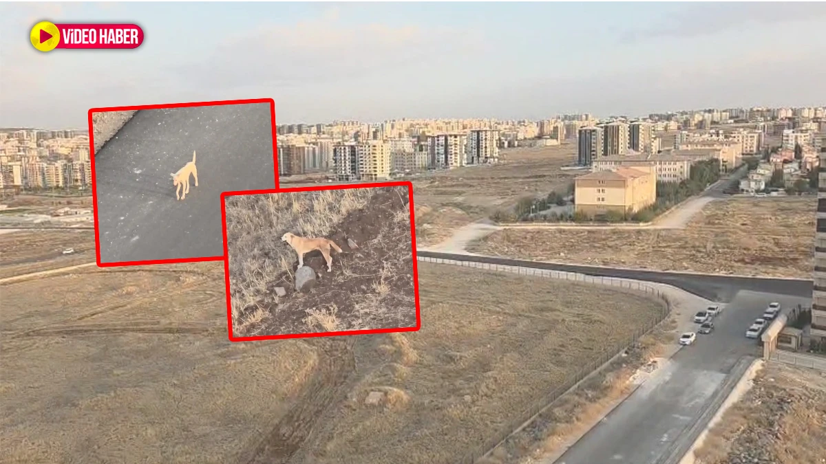 Şanlıurfa’da mahallelinin korkulu rüyası!  Endişe yaratıyor