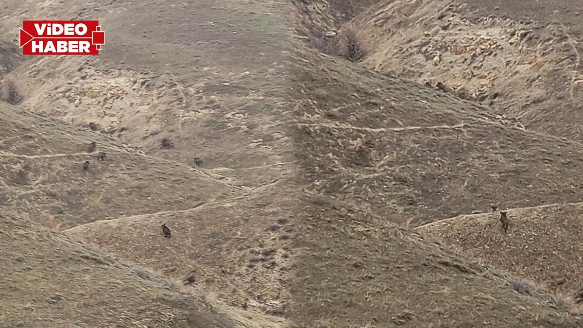 Birecik kırsalında sürü halinde görüntülendi! Vatandaşlar şaşkınlıkla izledi