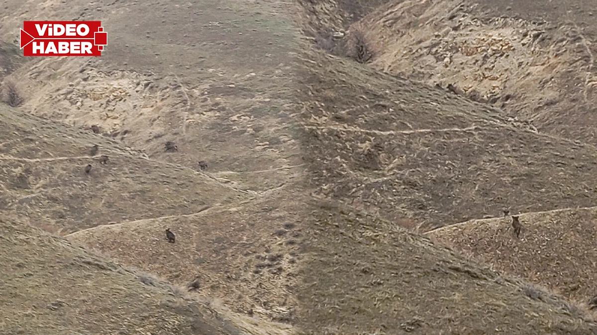 Birecik kırsalında sürü halinde görüntülendi! Vatandaşlar şaşkınlıkla izledi