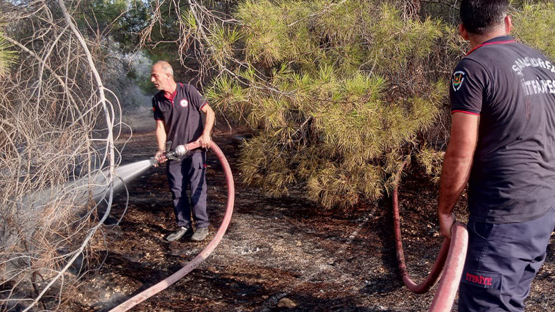 Şanlıurfa'da ormanlık alanda korkutan yangın
