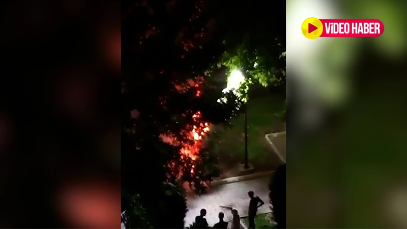 Şanlıurfa'da sorumsuzluğun böylesi: Ağacı ateşe verip izlediler