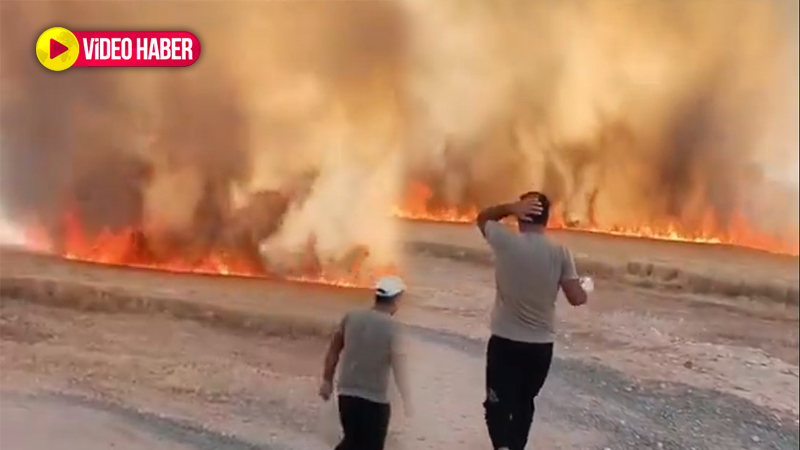 Şanlıurfa’da büyük yangın! 50 dönümlük buğday kül oldu