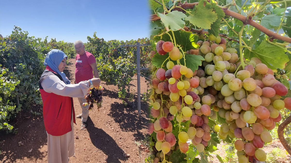 Şanlıurfa’da hatalı ilaçlama üzümü vurdu! Uzmanlar yardımına koştu