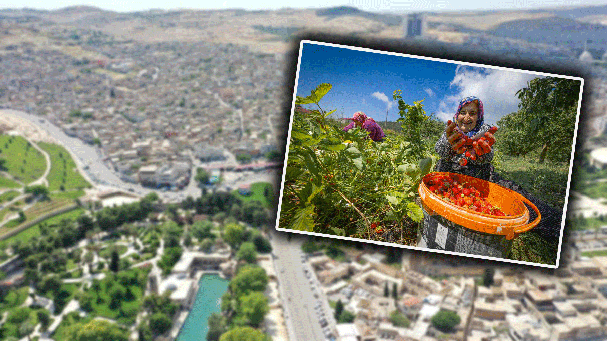 Maraş'taki yarışmada Şanlıurfalı sanatçıdan büyük başarı! Mansiyon ödülü aldı