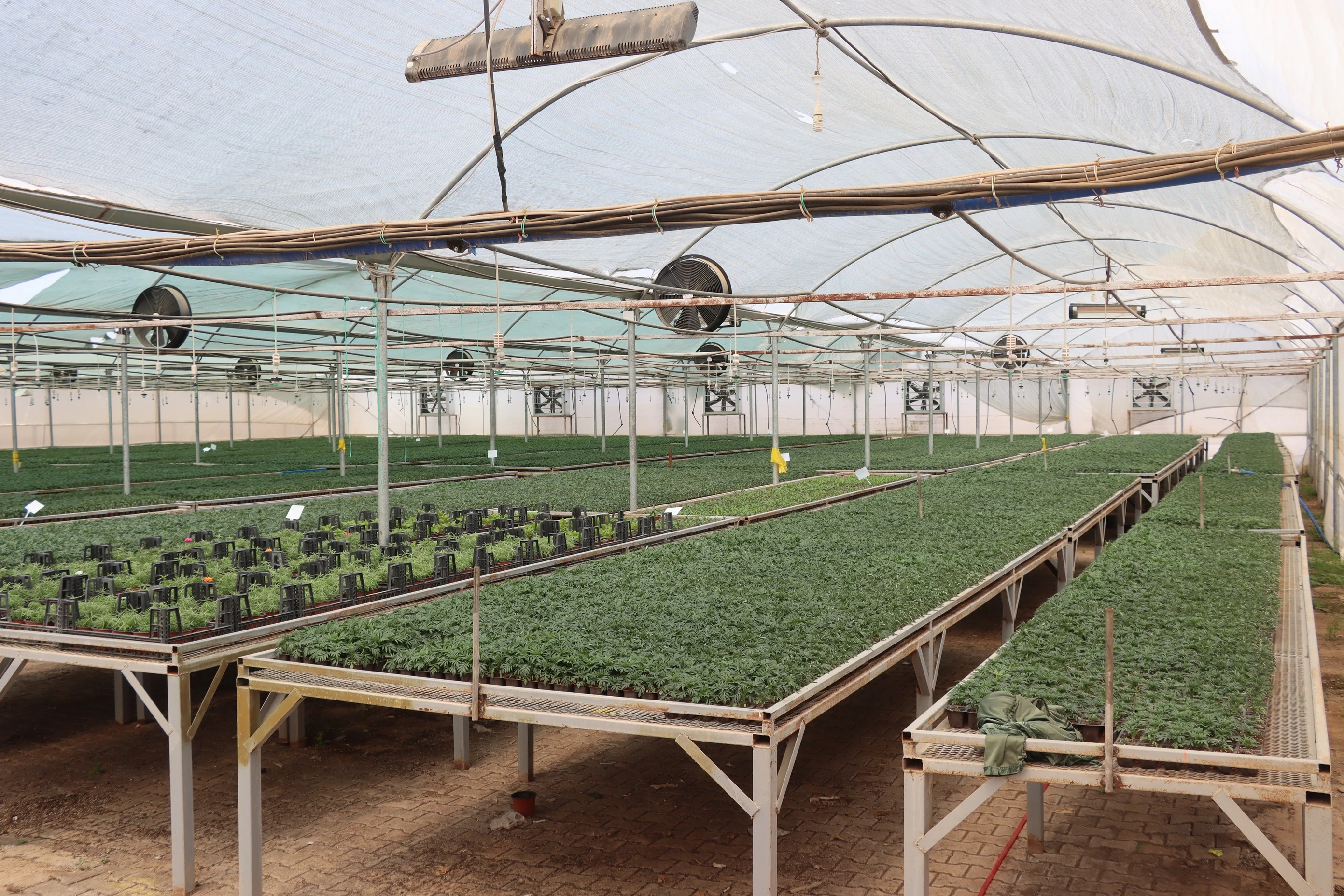 Şanlıurfa'dan yeşil ekonomi hamlesi: Yarım milyon çiçek!