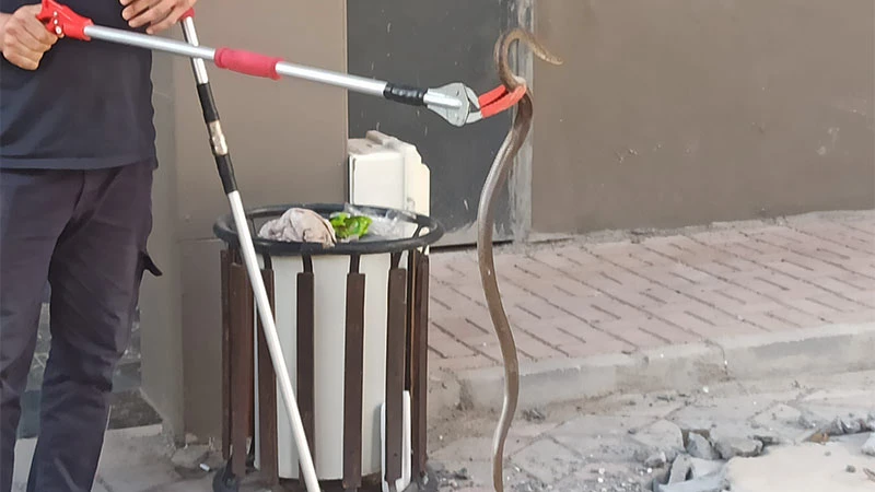 Şanlıurfa’da yılan paniği! Vatandaşlar arayıp yardım istedi