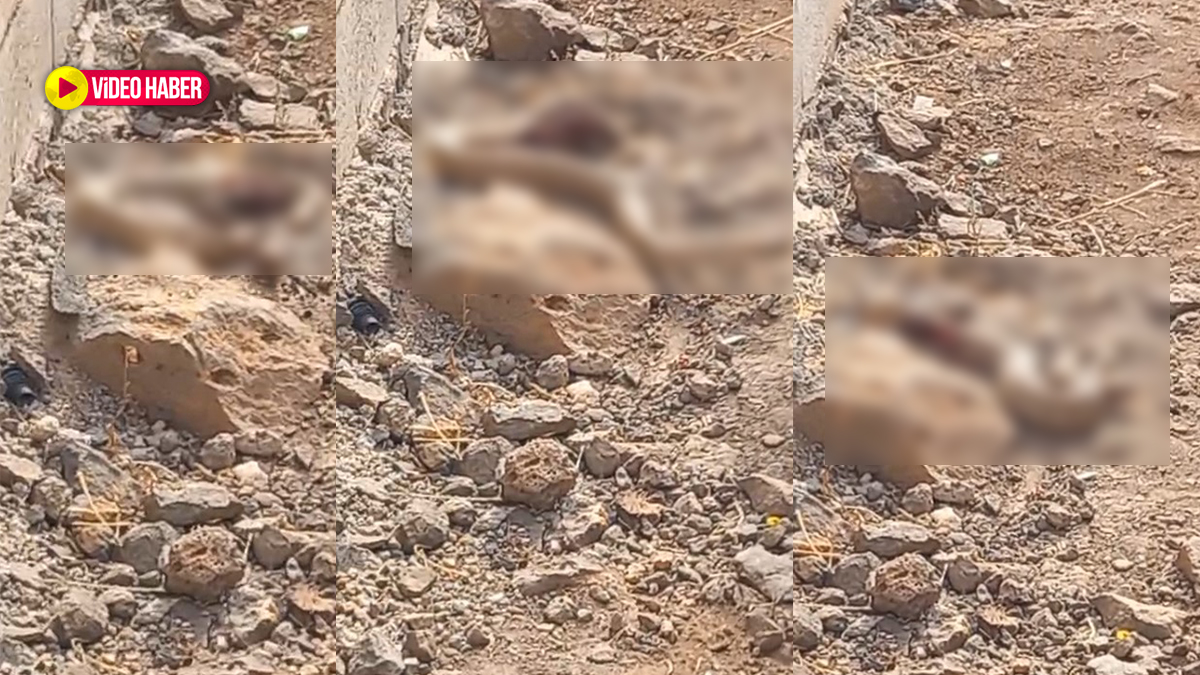 Mevsimler şaştı, o da şaşırdı! Şanlıurfa’da dehşete düşüren görüntü...