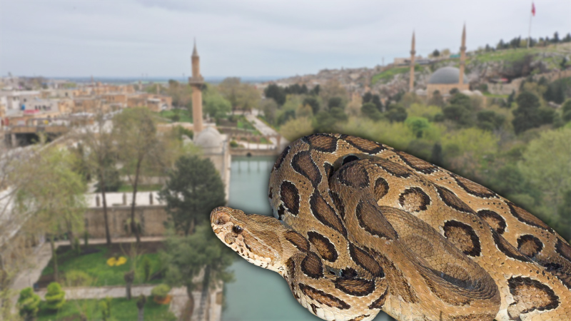 Sıcak toprakların sessiz sakinleri: Şanlıurfa’da hangi yılan türleri yaşıyor?