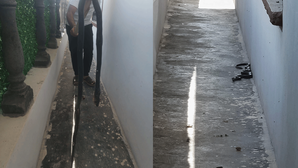 Şanlıurfa'da evin bahçesinde çocuklar gördü! Dev karayılan yürekleri ağza getirdi