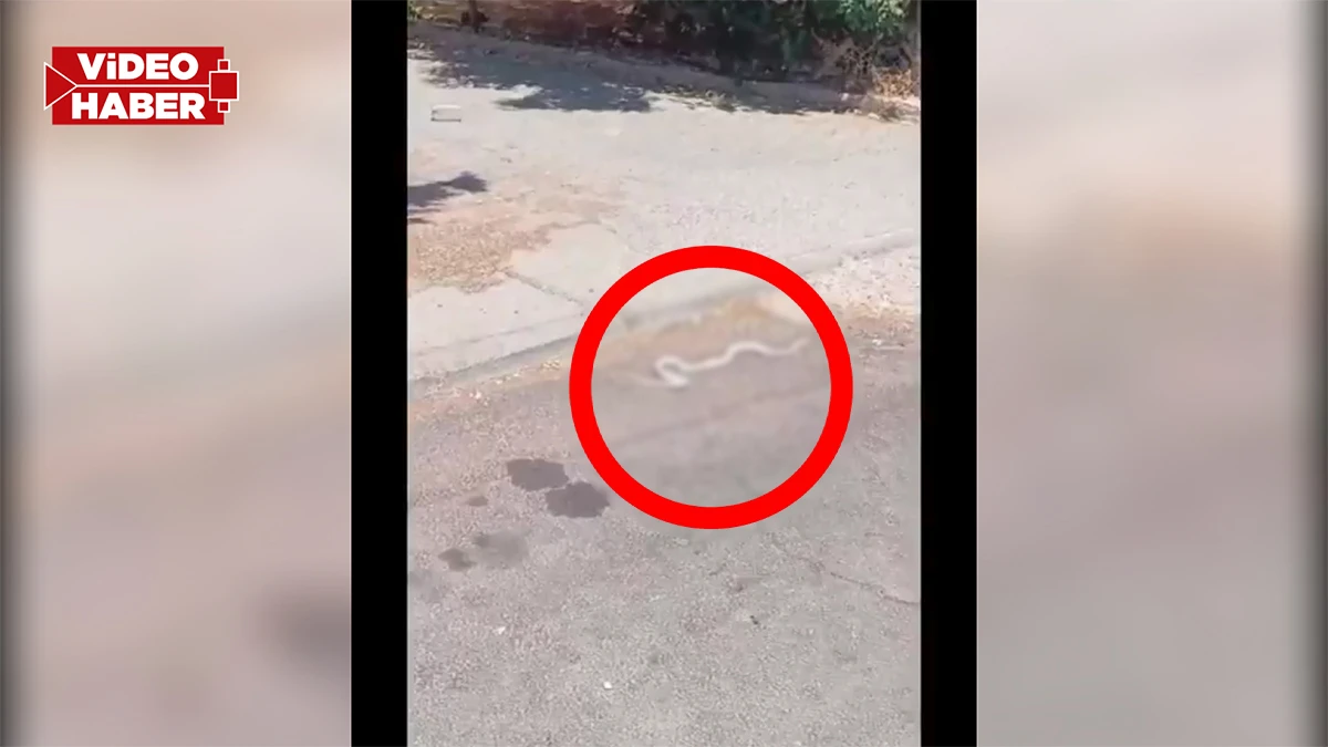 Şanlıurfa uzun zamandır böyle bir yılan görmemişti... O anlar anbean kaydedildi