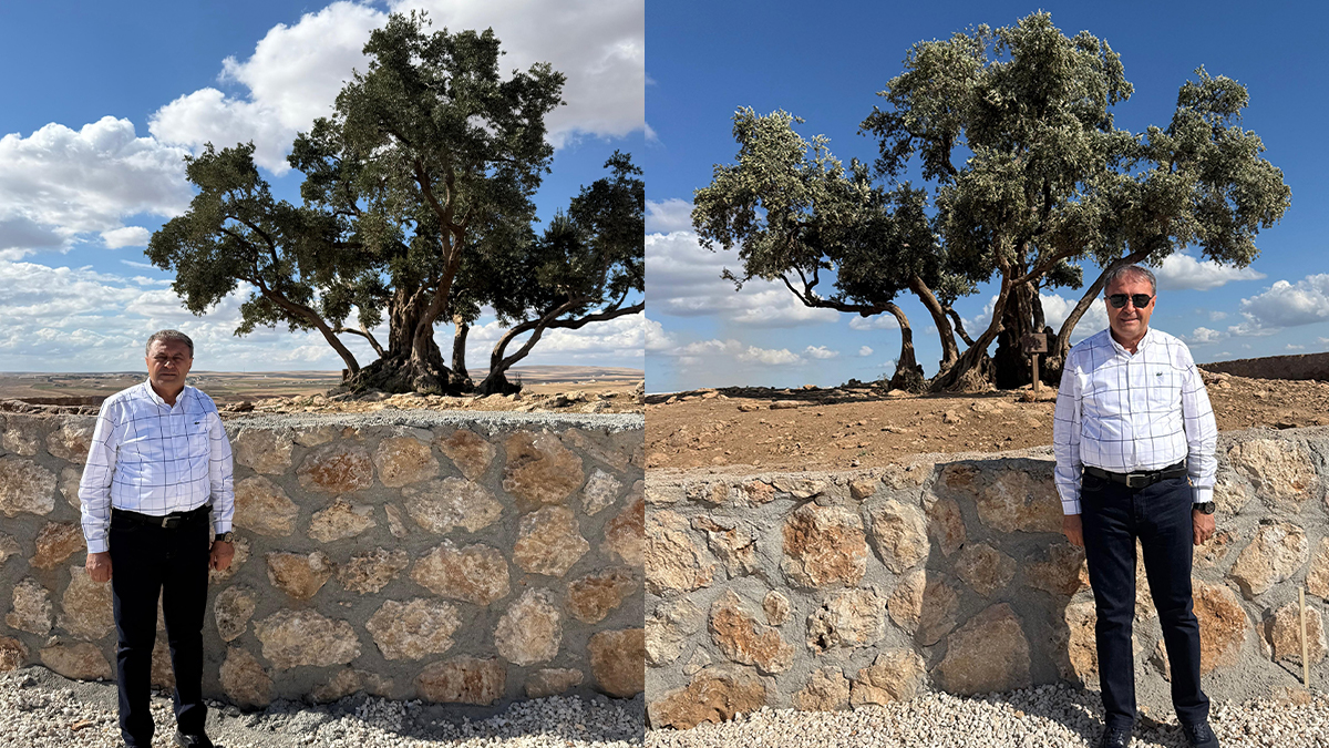 Şanlıurfa'da 13 asırlık zeytin ağacı ziyarete açılacak