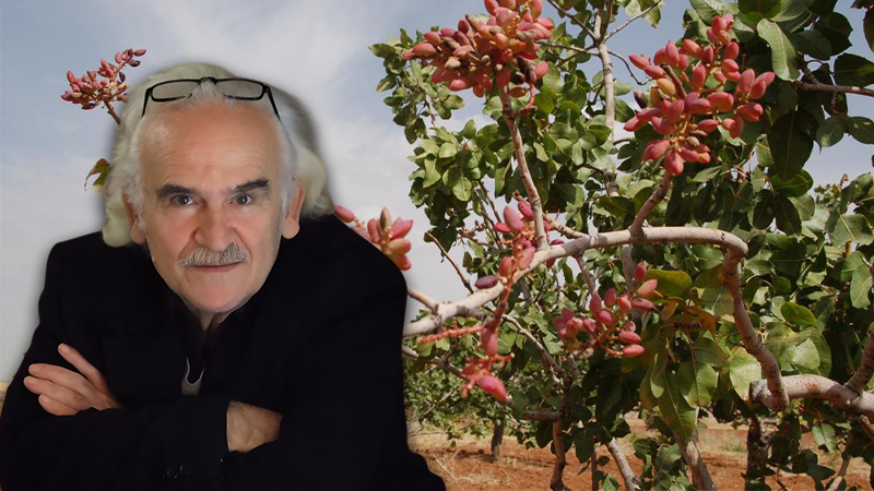 ‘Zeytinlik Yasası’ fıstığı da vurur: Bir sabah uyanırsın, fıstıklık yerinde ruhsat görürsün