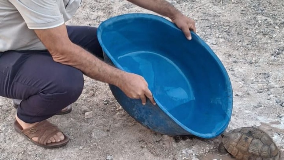 Şanlıurfa sıcaklarında susuzluktan bitkin düşmüştü...